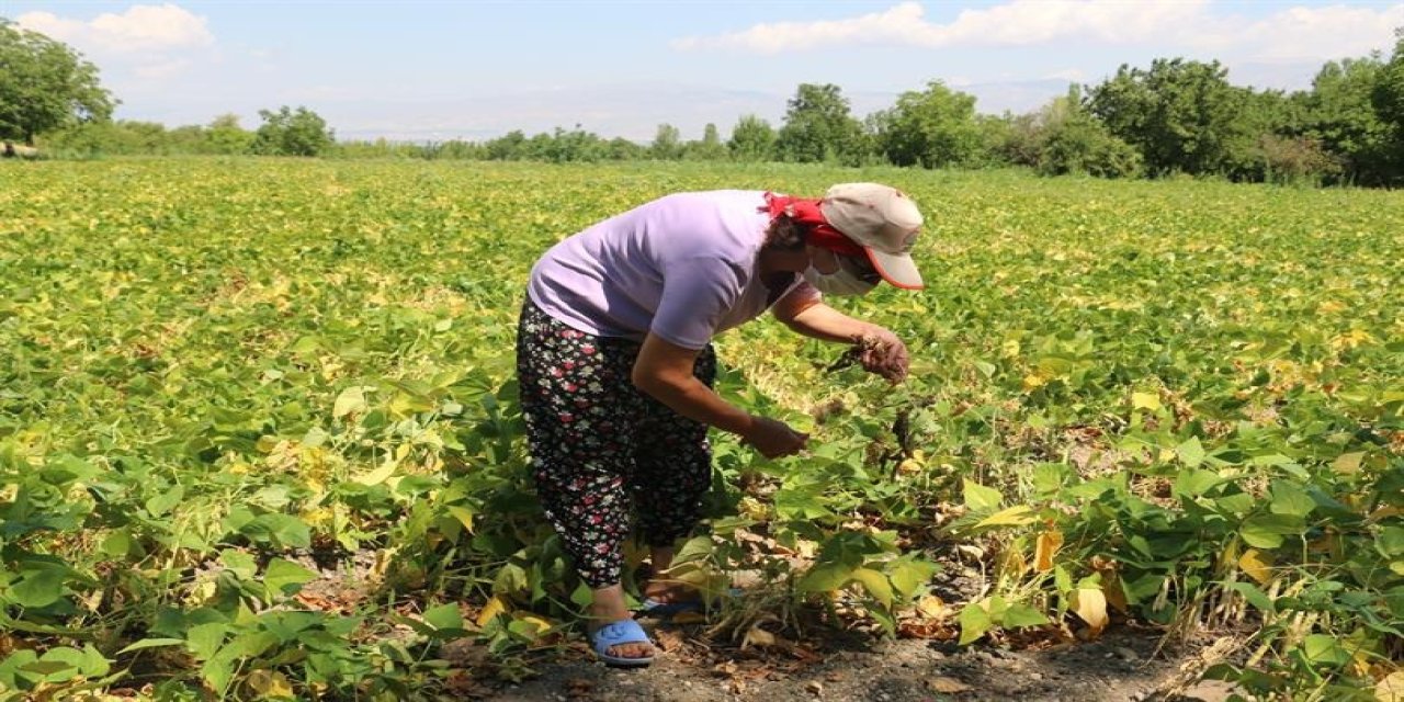 Erzincan’da Çiftçilere Yerli ve Milli Kuru Fasulye Tohumu Dağıtıldı