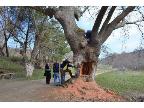 Tarihi Çınar Ağacını Kesmeye Çalışanlara Suç Duyurusu