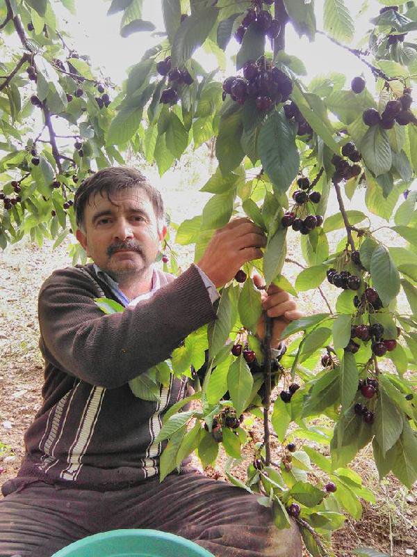 Kiraz Toplarken Ağaçtan Düşerek Öldü