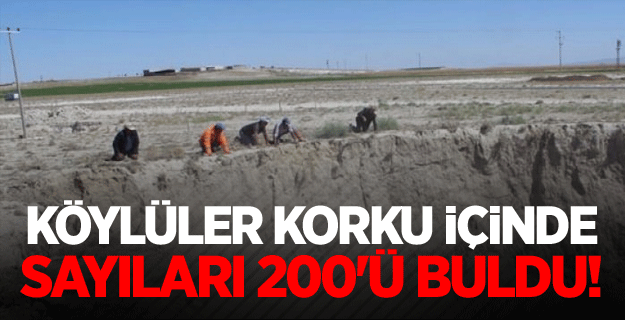 Bölge Halkı Korku İçinde, Sayısı 200'ü Geçti