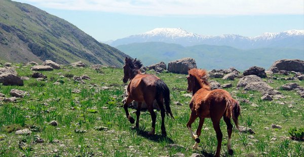 Munzur Dağlarının Mevsimlik Atları İlgi Görüyor