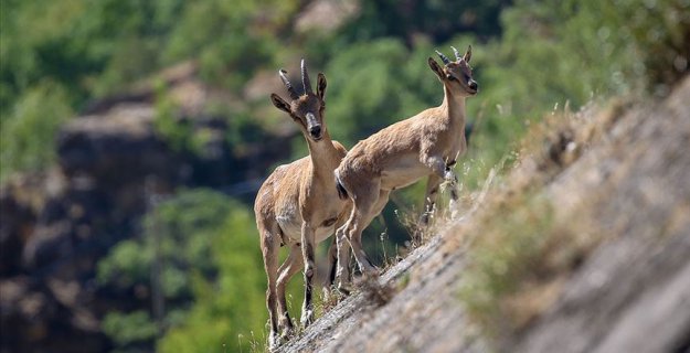 Yaban keçisi avlayana 23 bin lira ceza