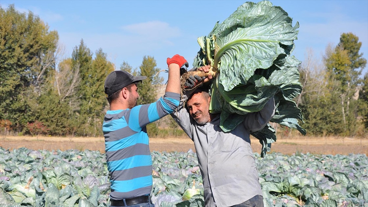 Yozgat'ta dev lahana hasadı başladı