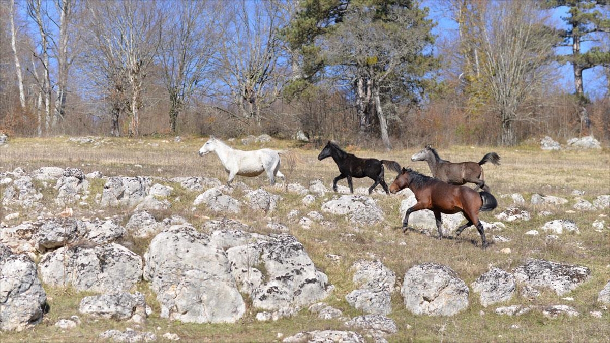 Göktepe Yaylası'nda yılkı atları görüntülendi