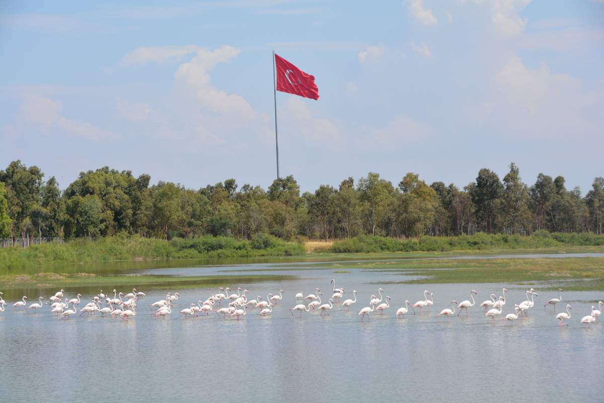 ALİAĞA KUŞ CENNETİ HER MEVSİM RENGARENK